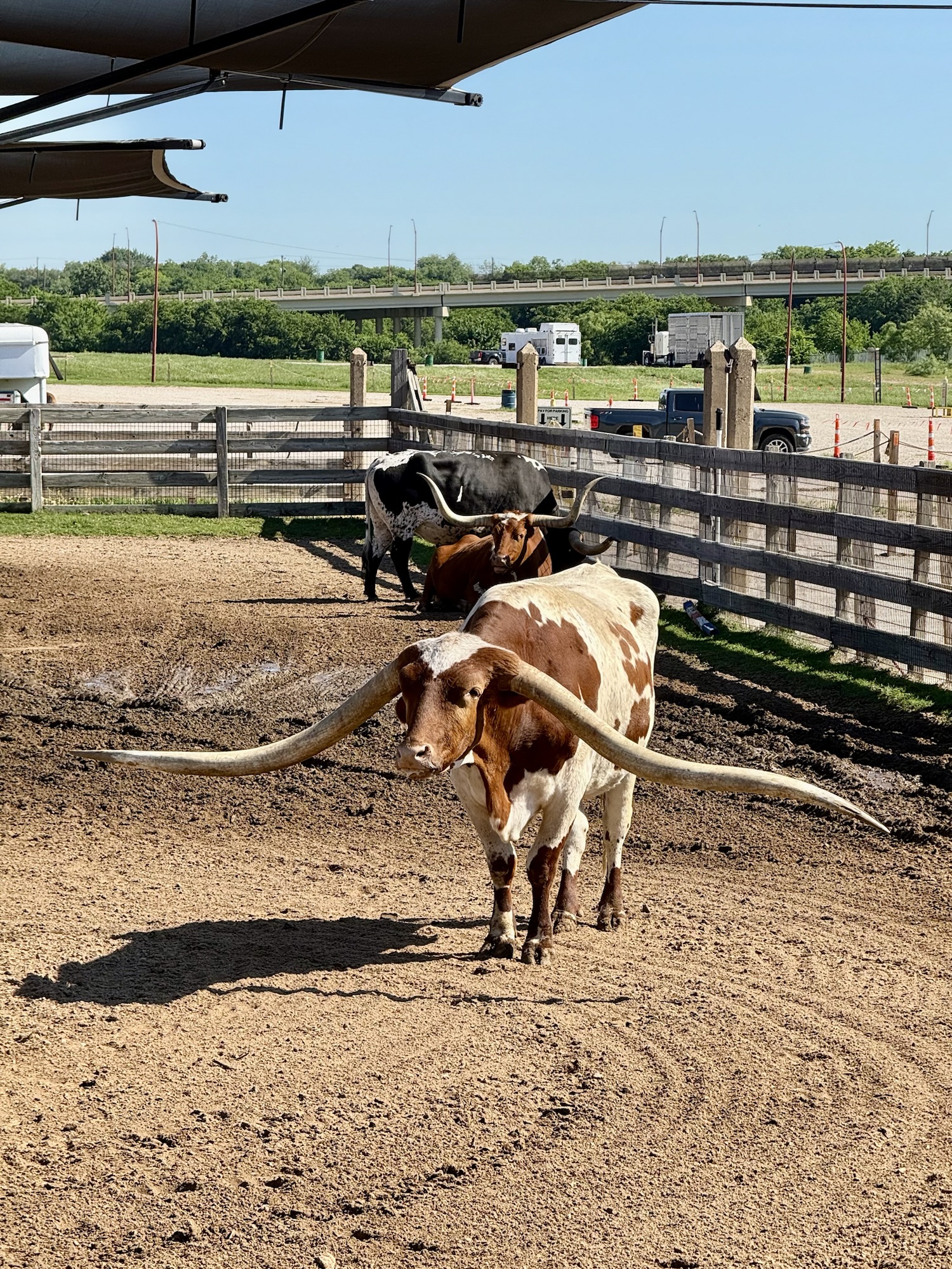 Texas Longhorn